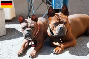 Mehr über den Artikel erfahren Chinese Chongqing Dog Züchter und Welpen in Deutschland