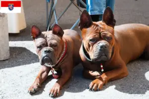 Mehr über den Artikel erfahren Chinese Chongqing Dog Züchter und Welpen in Hessen