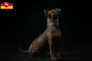 Mehr über den Artikel erfahren Chinese Chongqing Dog Züchter und Welpen in Niedersachsen