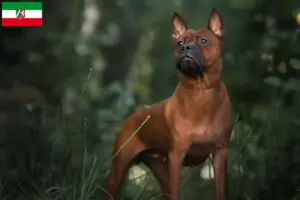 Mehr über den Artikel erfahren Chinese Chongqing Dog Züchter und Welpen in Nordrhein-Westfalen
