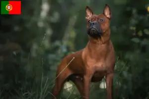 Mehr über den Artikel erfahren Chinese Chongqing Dog Züchter und Welpen in Portugal