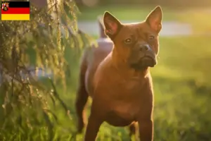 Mehr über den Artikel erfahren Chinese Chongqing Dog Züchter und Welpen in Rheinland-Pfalz