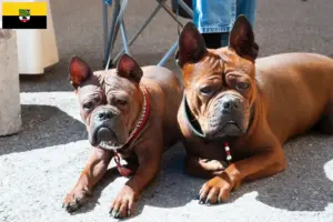 Mehr über den Artikel erfahren Chinese Chongqing Dog Züchter und Welpen in Sachsen-Anhalt