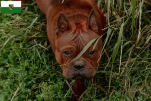 Mehr über den Artikel erfahren Chinese Chongqing Dog Züchter und Welpen in Sachsen