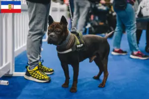 Mehr über den Artikel erfahren Chinese Chongqing Dog Züchter und Welpen in Schleswig-Holstein