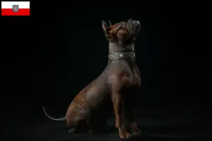 Mehr über den Artikel erfahren Chinese Chongqing Dog Züchter und Welpen in Thüringen