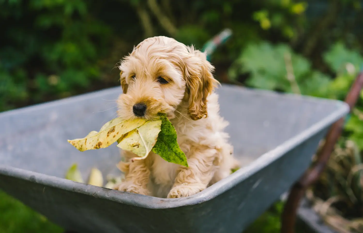 Einen Cockapoo Welpen zu kaufen, bedeutet Verantwortung zu übernehmen! Cockapoo Welpen kaufen.