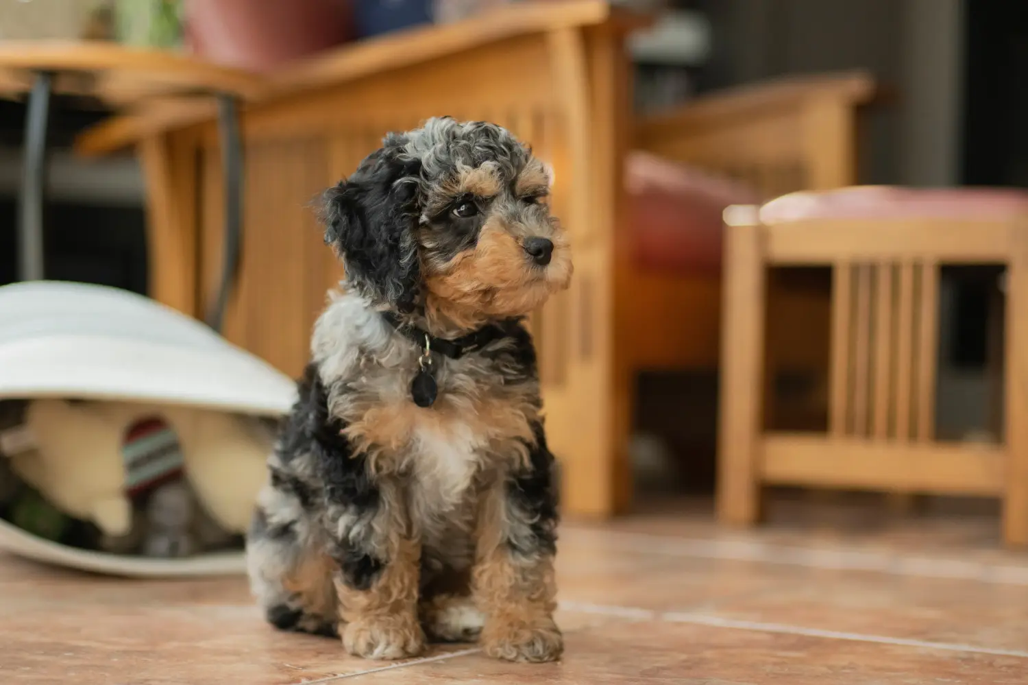 Einen Cockapoo Welpen zu kaufen, bedeutet Verantwortung zu übernehmen! Cockapoo Welpen kaufen.