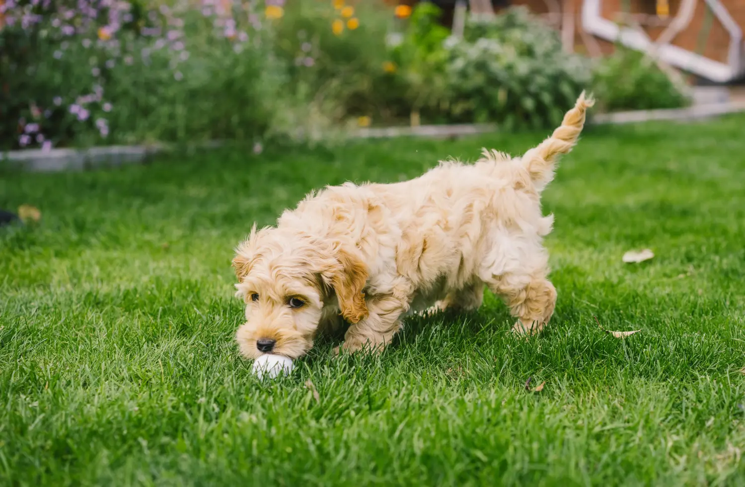 Einen Cockapoo Welpen zu kaufen, bedeutet Verantwortung zu übernehmen! Cockapoo Welpen kaufen.