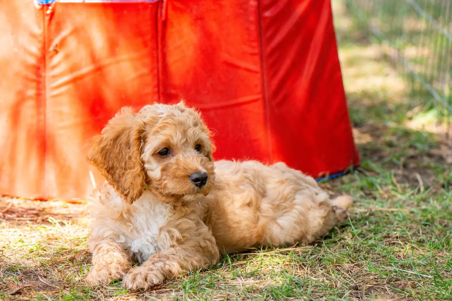 Einen Cockapoo Welpen zu kaufen, bedeutet Verantwortung zu übernehmen! Cockapoo Welpen kaufen.