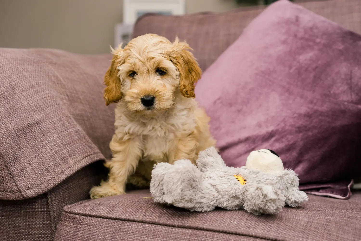 Einen Cockapoo Welpen zu kaufen, bedeutet Verantwortung zu übernehmen! Cockapoo Welpen kaufen.