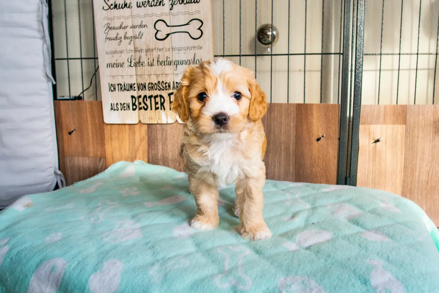 Einen Cockapoo Welpen zu kaufen, bedeutet Verantwortung zu übernehmen! Cockapoo Welpen kaufen.