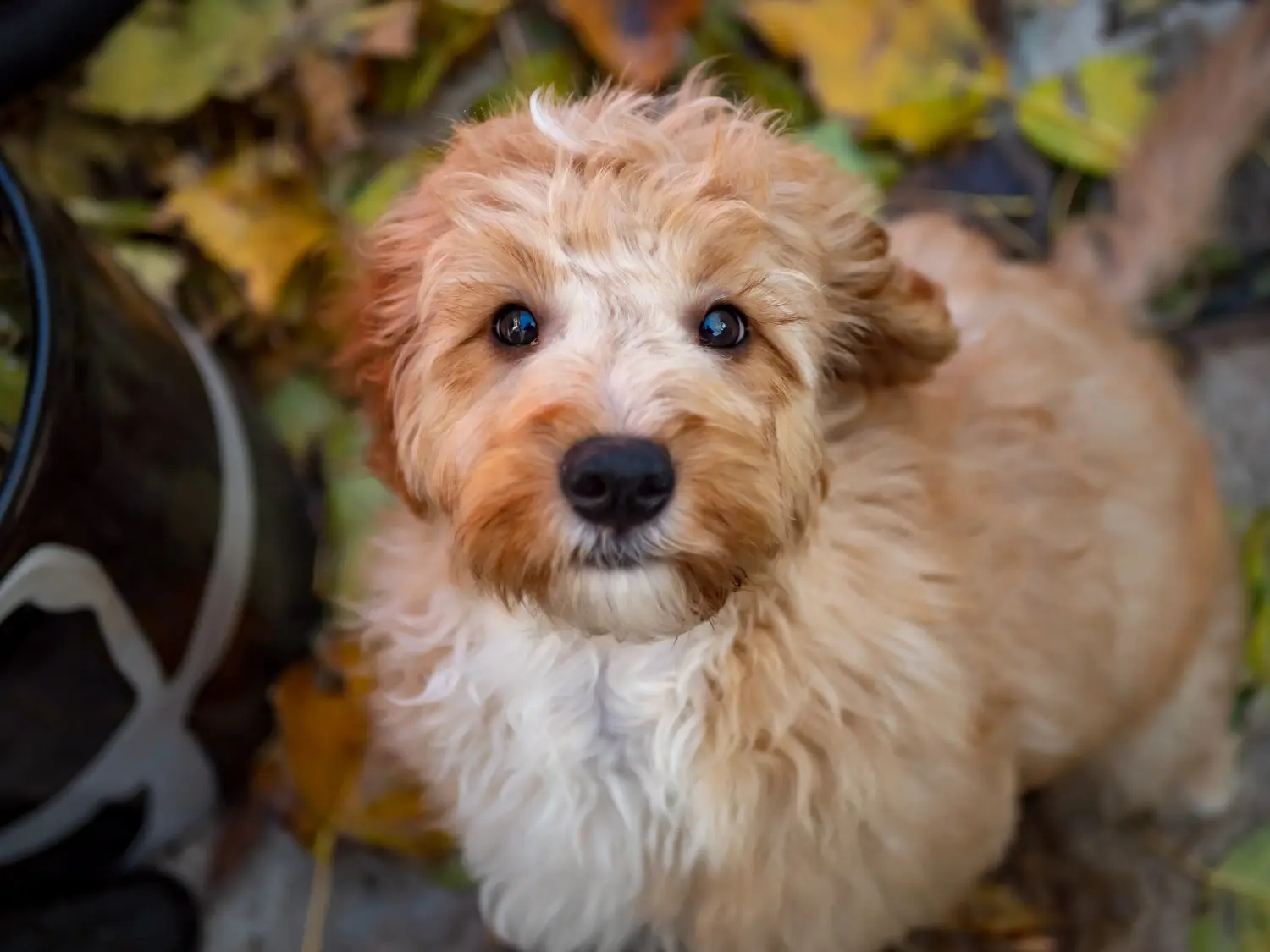 Einen Cockapoo Welpen zu kaufen, bedeutet Verantwortung zu übernehmen! Cockapoo Welpen kaufen.