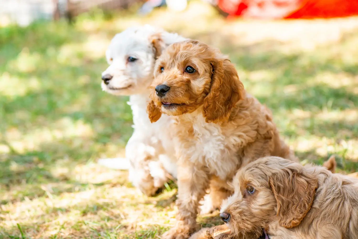 Einen Cockapoo Welpen zu kaufen, bedeutet Verantwortung zu übernehmen! Cockapoo Welpen kaufen.