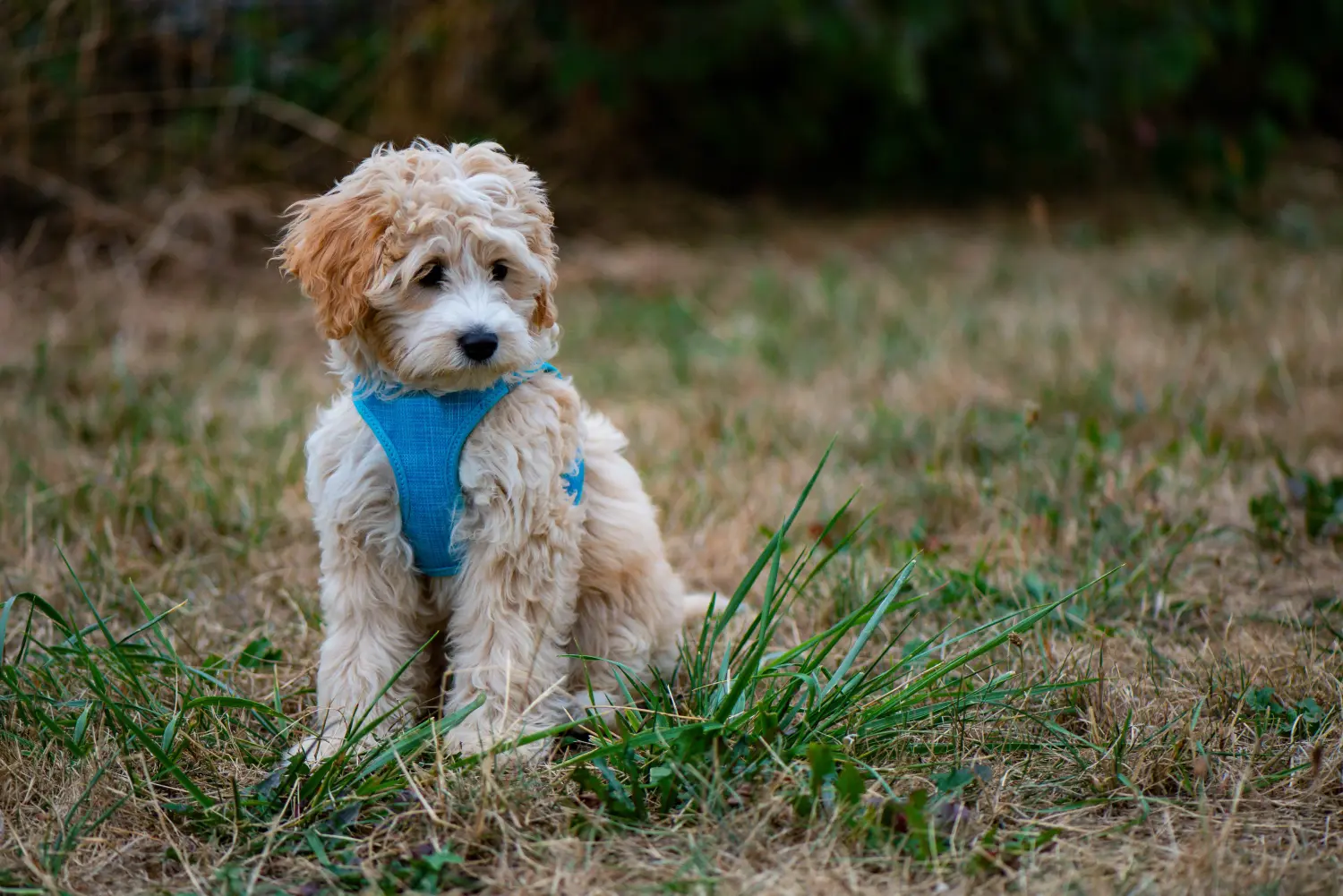 Einen Cockapoo Welpen zu kaufen, bedeutet Verantwortung zu übernehmen! Cockapoo Welpen kaufen.