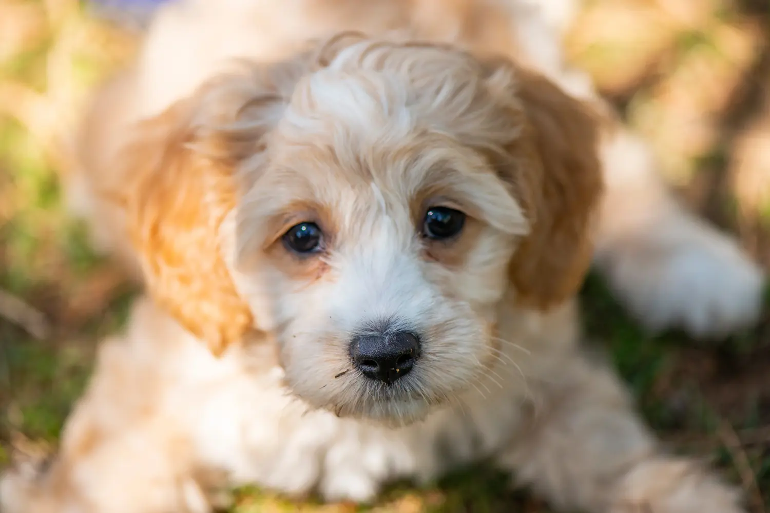 Einen Cockapoo Welpen zu kaufen, bedeutet Verantwortung zu übernehmen! Cockapoo Welpen kaufen.