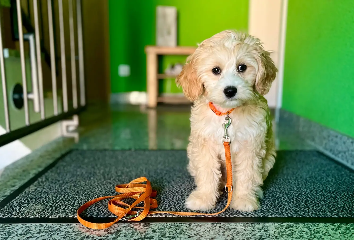 Einen Cockapoo Welpen zu kaufen, bedeutet Verantwortung zu übernehmen! Cockapoo Welpen kaufen.