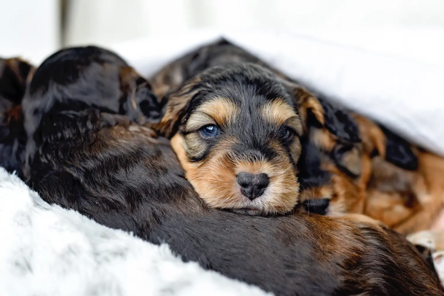 Einen Cockapoo Welpen zu kaufen, bedeutet Verantwortung zu übernehmen! Cockapoo Welpen kaufen.