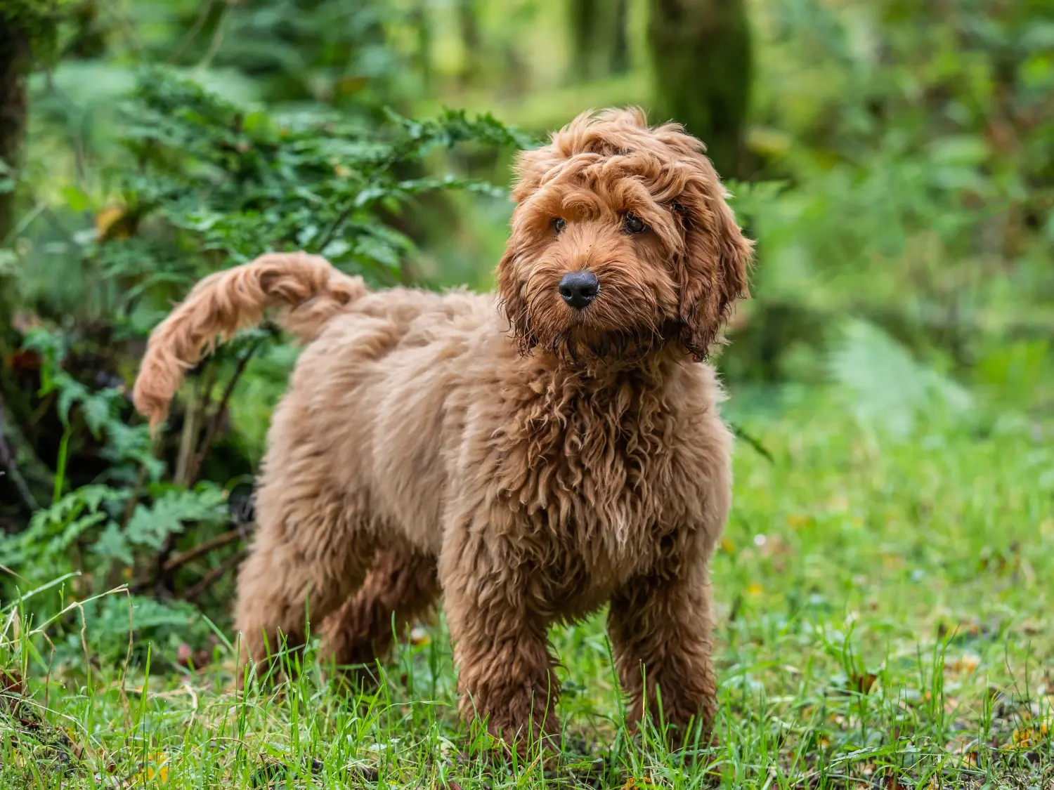 Einen Cockapoo Welpen zu kaufen, bedeutet Verantwortung zu übernehmen! Cockapoo Welpen kaufen.