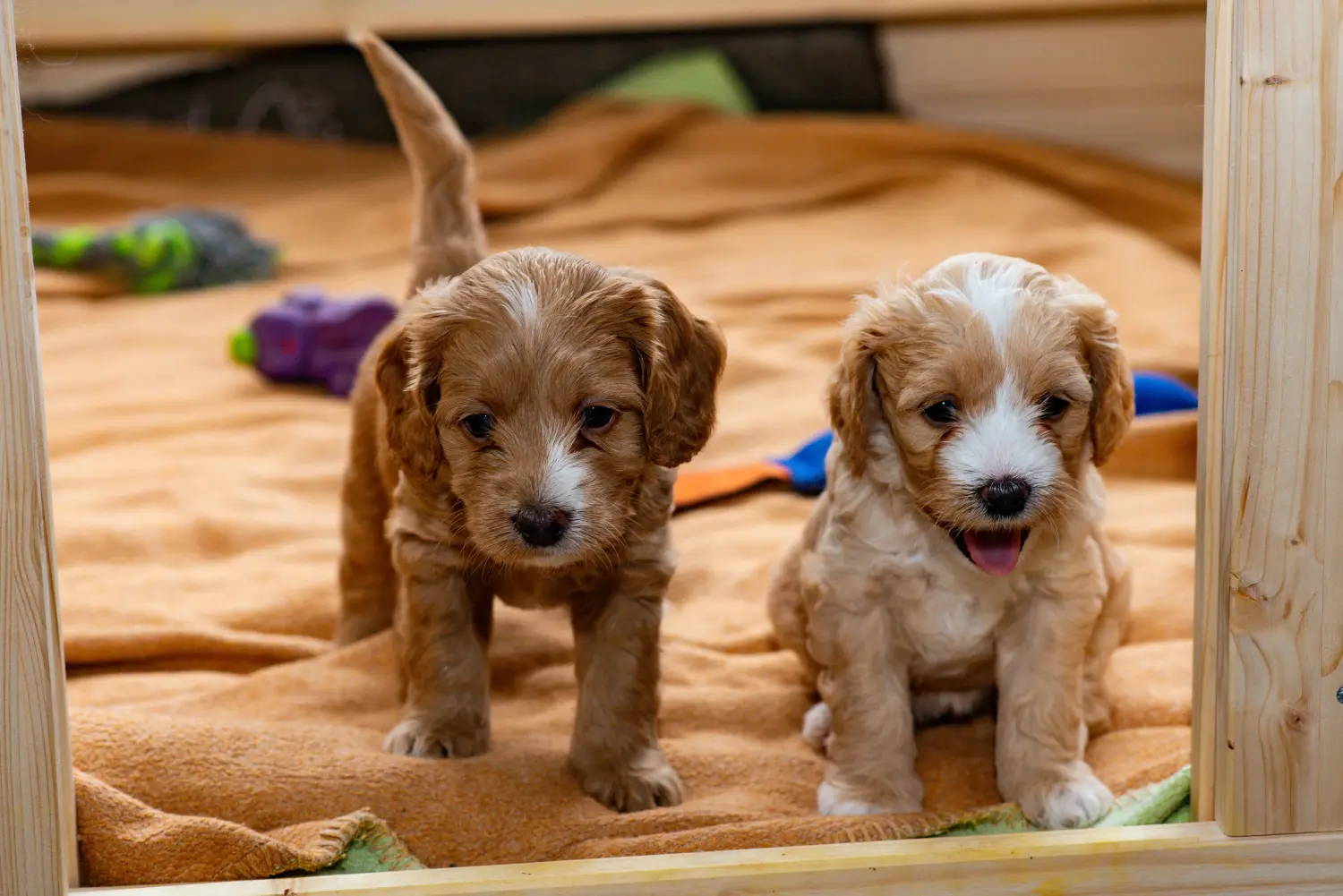 Einen Cockapoo Welpen zu kaufen, bedeutet Verantwortung zu übernehmen! Cockapoo Welpen kaufen.