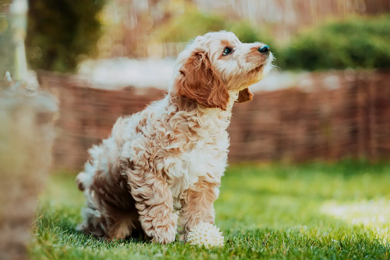 Einen Cockapoo Welpen zu kaufen, bedeutet Verantwortung zu übernehmen! Cockapoo Welpen kaufen.