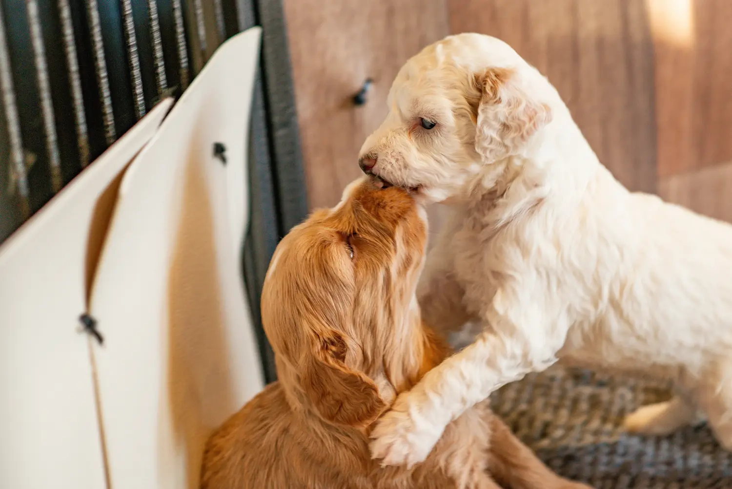 Einen Cockapoo Welpen zu kaufen, bedeutet Verantwortung zu übernehmen! Cockapoo Welpen kaufen.