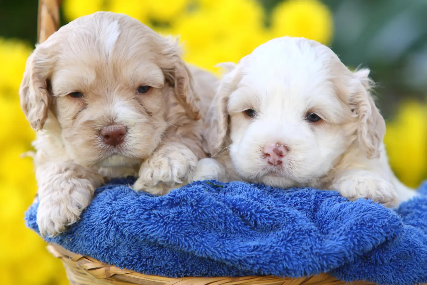 Einen Cockapoo Welpen zu kaufen, bedeutet Verantwortung zu übernehmen! Cockapoo Welpen kaufen.