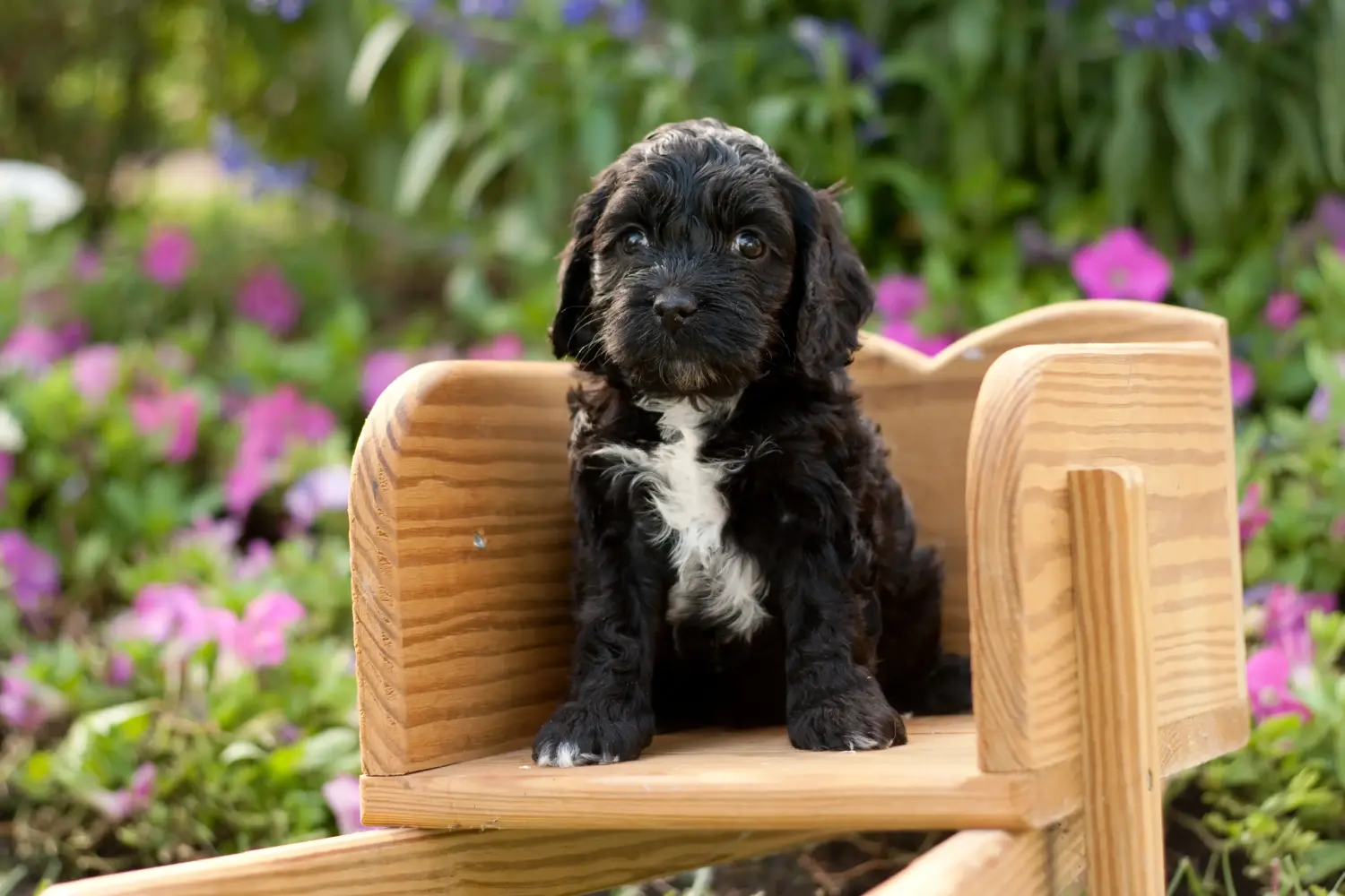 Einen Cockapoo Welpen zu kaufen, bedeutet Verantwortung zu übernehmen! Cockapoo Welpen kaufen.