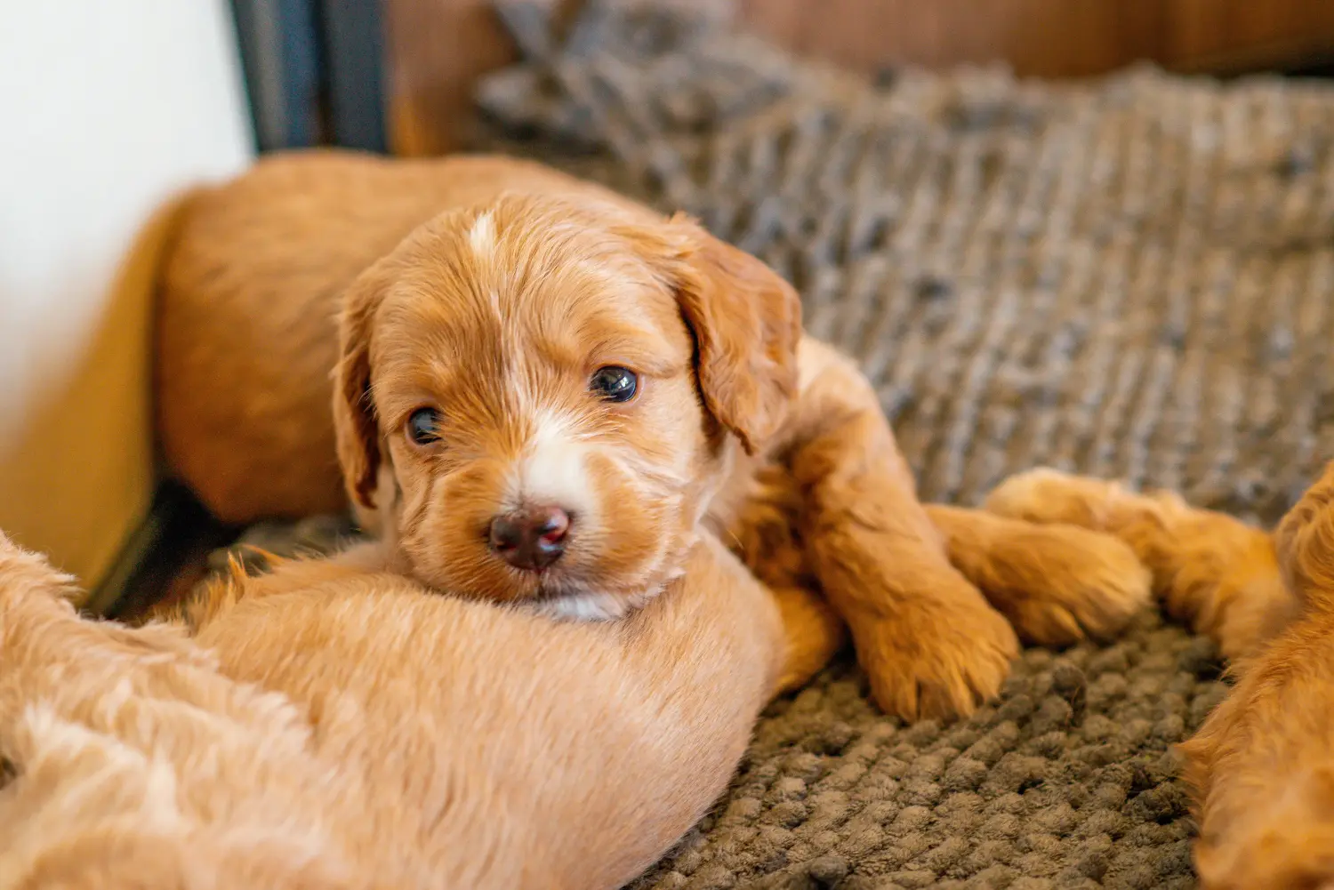 Einen Cockapoo Welpen zu kaufen, bedeutet Verantwortung zu übernehmen! Cockapoo Welpen kaufen.