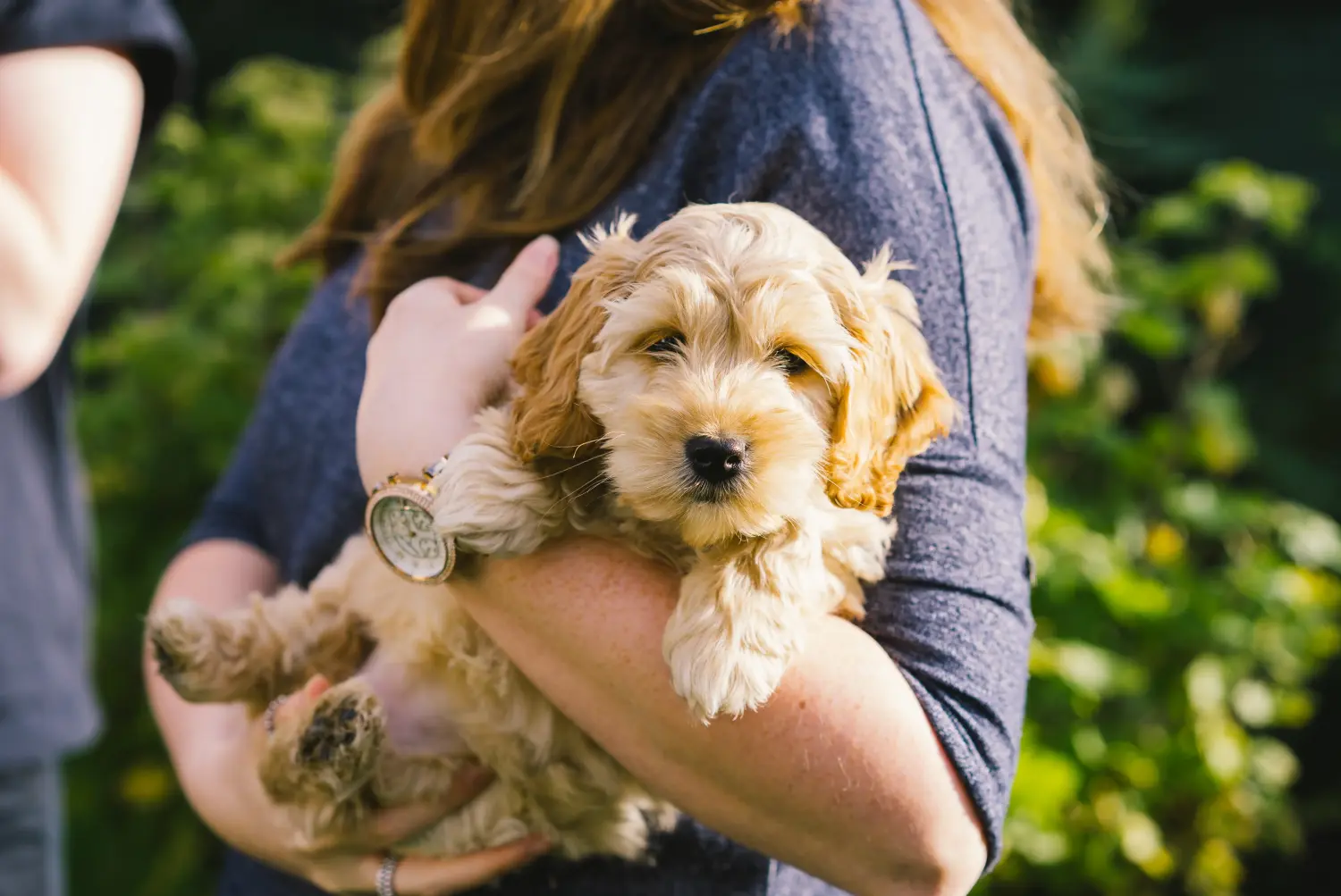 Einen Cockapoo Welpen zu kaufen, bedeutet Verantwortung zu übernehmen! Cockapoo Welpen kaufen.