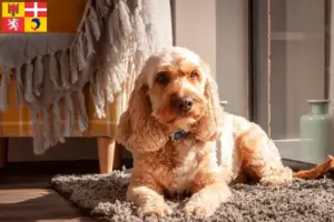 Mehr über den Artikel erfahren Cockapoo Züchter und Welpen in Auvergne-Rhône-Alpes