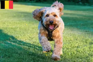 Mehr über den Artikel erfahren Cockapoo Züchter und Welpen in Belgien