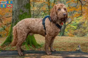 Mehr über den Artikel erfahren Cockapoo Züchter und Welpen in Bourgogne-Franche-Comté
