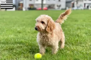 Mehr über den Artikel erfahren Cockapoo Züchter und Welpen in der Bretagne