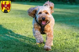 Mehr über den Artikel erfahren Cockapoo Züchter und Welpen im Burgenland