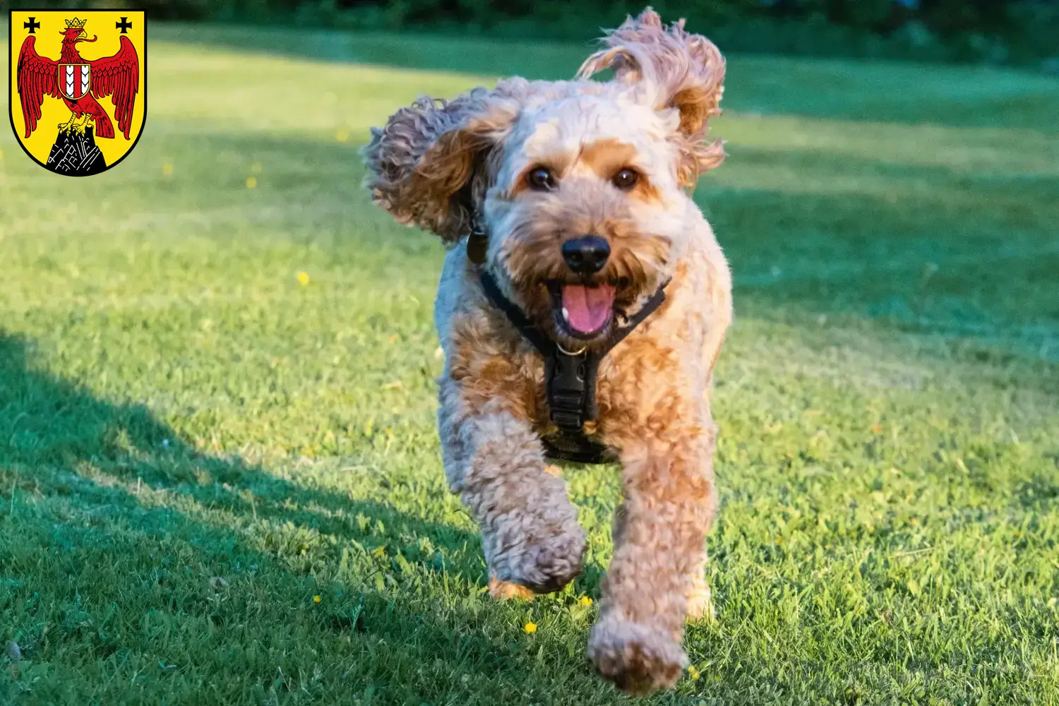 Cockapoo Welpen und Züchter Burgenland Hier findest Du Cockapoos Züchter im Burgenland.