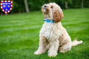 Mehr über den Artikel erfahren Cockapoo Züchter und Welpen in Centre-Val de Loire