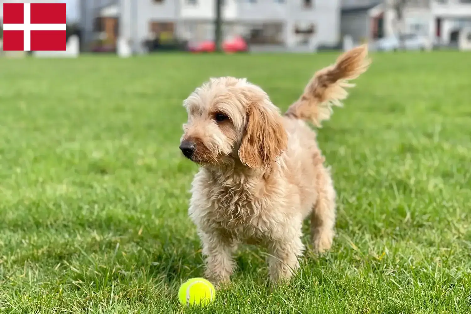 Cockapoo Welpen und Züchter Dänemark Hier findest Du Cockapoos Züchter in Dänemark.