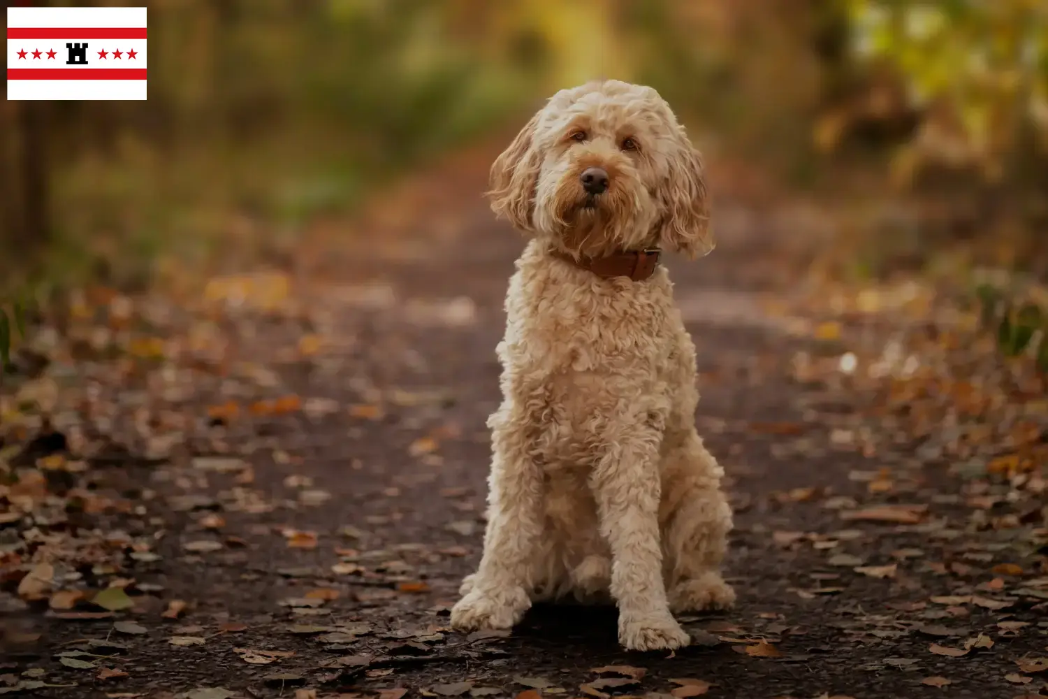 Cockapoo Welpen und Züchter Drenthe Hier findest Du Cockapoos Züchter in Drenthe.