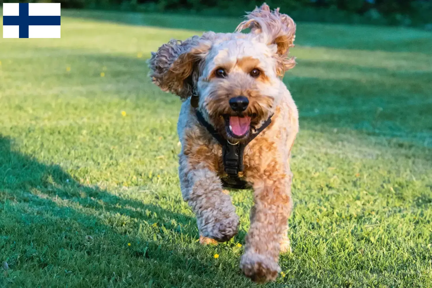 Cockapoo Welpen und Züchter Finnland Hier findest Du Cockapoos Züchter in Finnland.