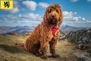 Mehr über den Artikel erfahren Cockapoo Züchter und Welpen in Flandern