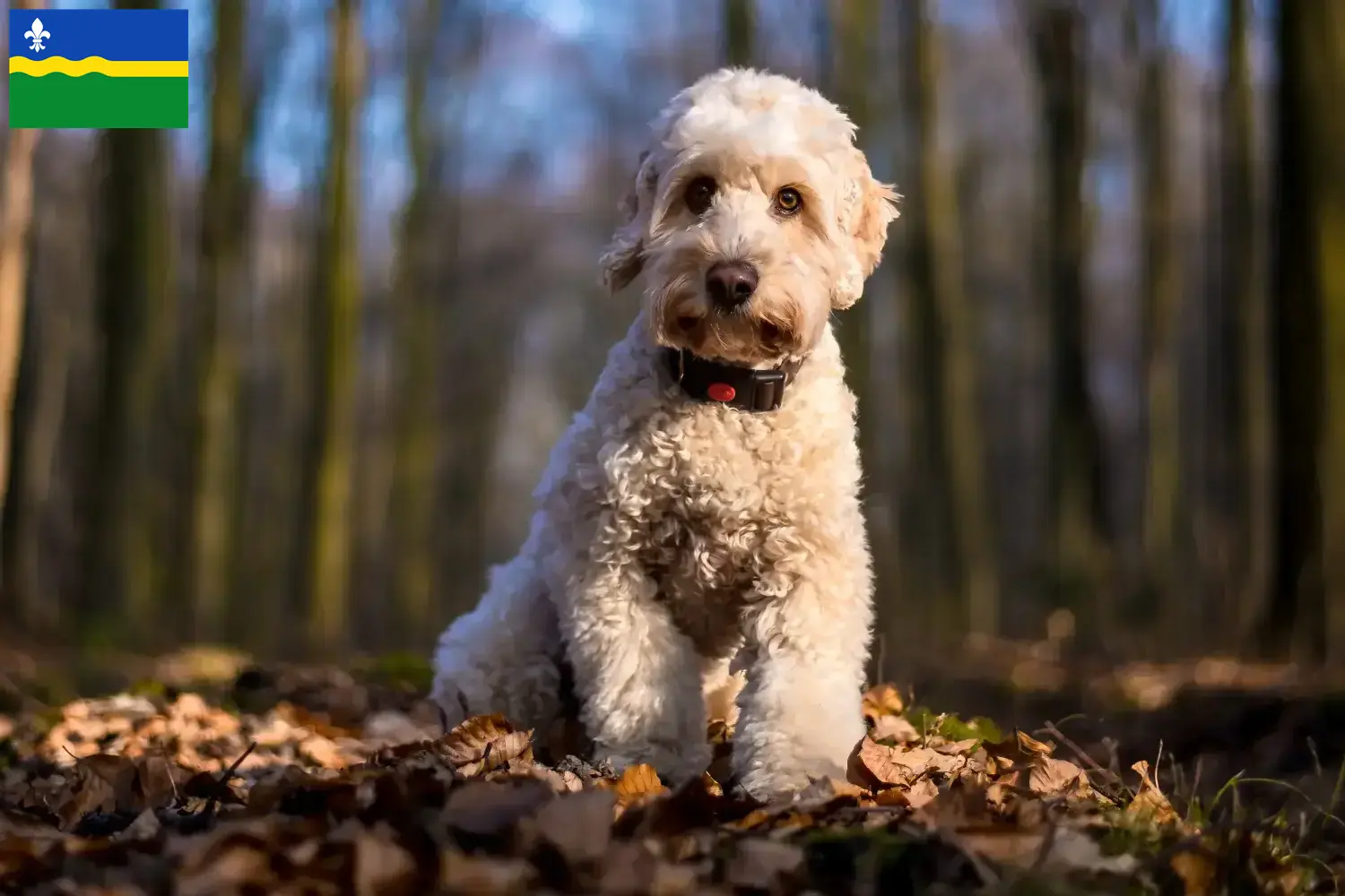 Cockapoo Welpen und Züchter Flevoland Hier findest Du Cockapoos Züchter in Flevoland.