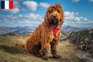 Mehr über den Artikel erfahren Cockapoo Züchter und Welpen in Frankreich