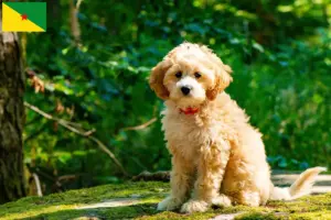 Mehr über den Artikel erfahren Cockapoo Züchter und Welpen in Französisch-Guayana