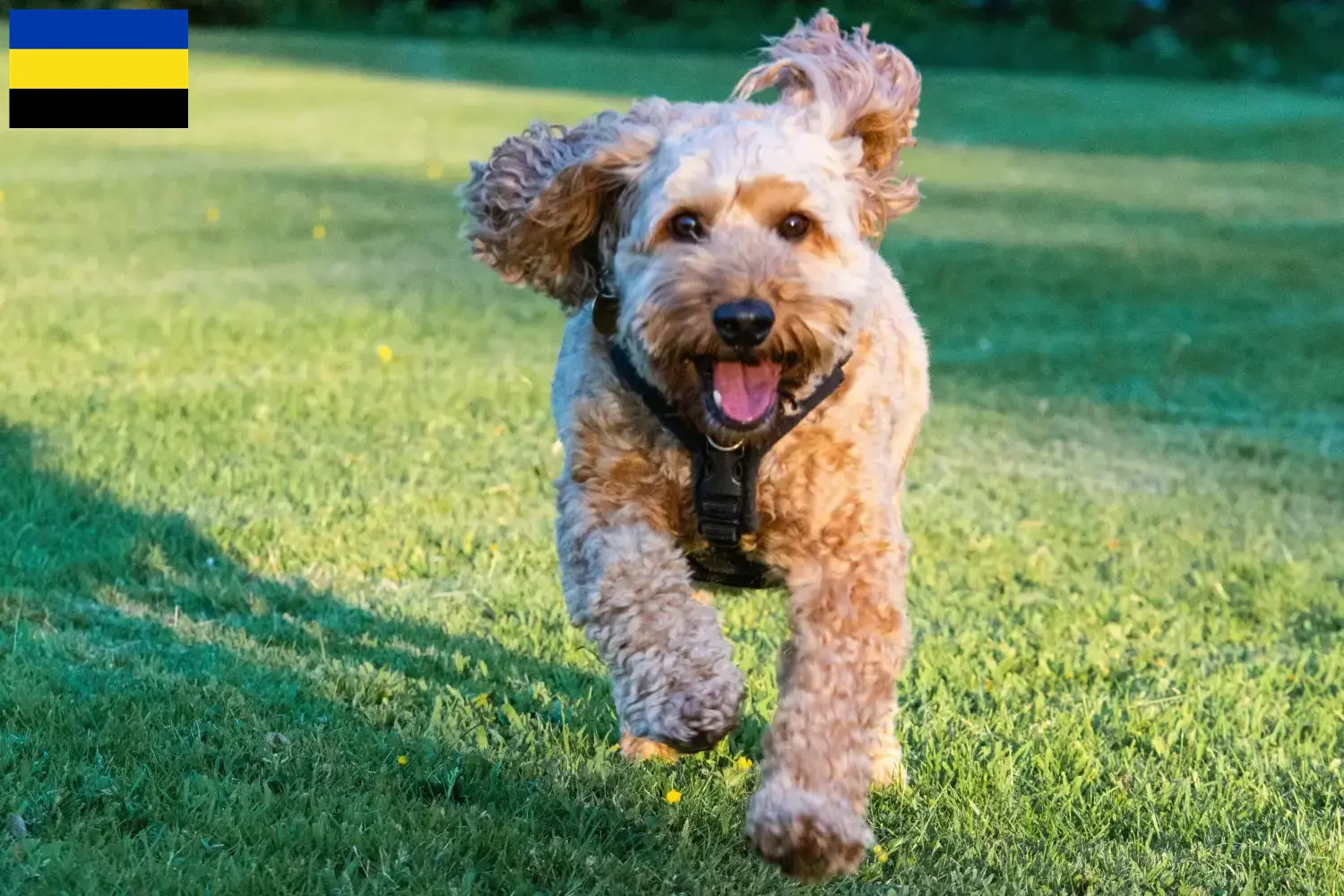 Cockapoo Welpen und Züchter Gelderland Hier findest Du Cockapoos Züchter in Gelderland.