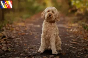 Mehr über den Artikel erfahren Cockapoo Züchter und Welpen in Grand Est