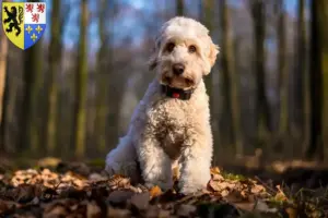 Mehr über den Artikel erfahren Cockapoo Züchter und Welpen in Hauts-de-France