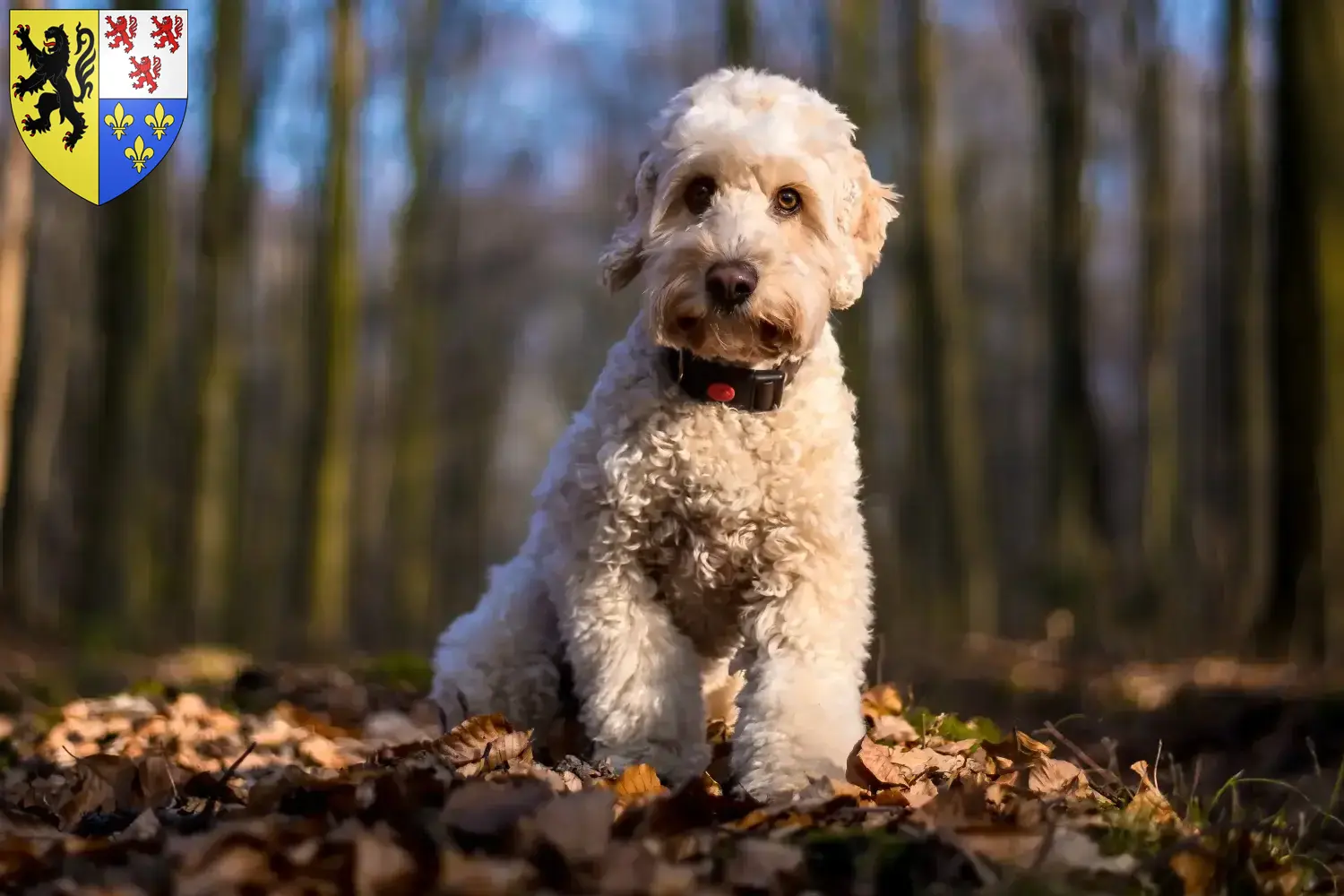 Cockapoo Welpen und Züchter Hauts-de-France Hier findest Du Cockapoos Züchter in Hauts-de-France.