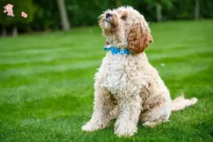 Mehr über den Artikel erfahren Cockapoo Züchter und Welpen in Hovedstaden