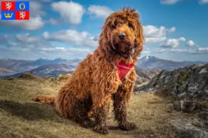 Mehr über den Artikel erfahren Cockapoo Züchter und Welpen in Hradec Králové